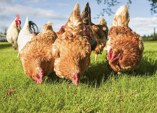 蛋雞放養方式主要有哪幾種?