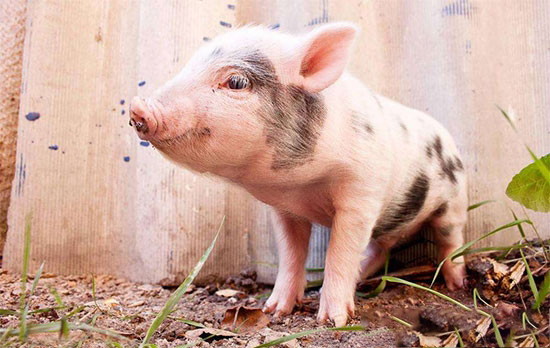 小方法巧治豬“怪病”