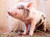 小方法巧治豬“怪病”