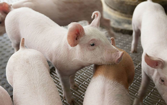 春節前何時賣豬、如何補欄和怎麼備貨？