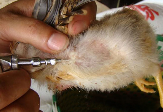 給家禽打針的6點技巧