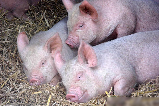 小豬總生病找不到原因？養殖戶缺少的4點