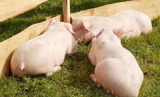 動物福利改善養殖健康狀況 一年可節省藥費300萬以上