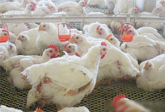 雞環境應激包括哪些