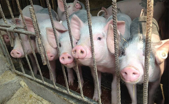 降低豬舍内空氣中顆粒物的濃度 減少呼吸道疾病