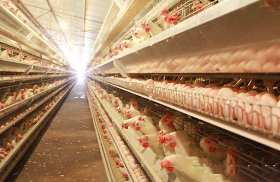 六措施精心護理蛋雞開産期