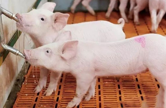 豬場飲水管道生物膜的危害和解決辦法