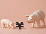 “豬周期”現數據背離 規模化經營難移周期本質