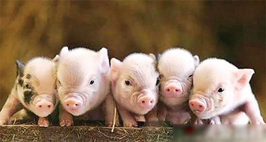 仔豬冬季防寒保暖抗應激