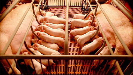 規模化豬場母豬泌乳障礙