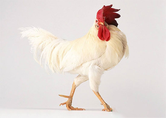 如何通過稱重檢測肉種雞生長發育