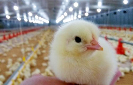 雛雞的初飲怎麼做