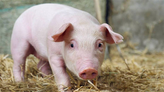 仔豬腹瀉有妙方 食醋可防治仔豬腹瀉