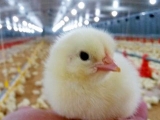 雛雞的初飲怎麼做