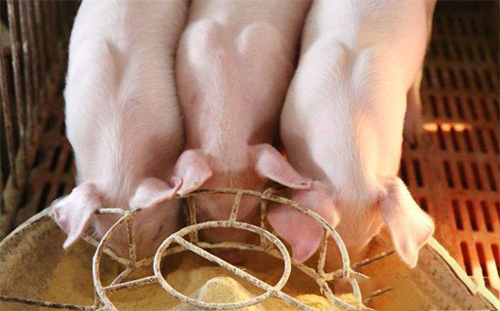 一号文件對2018年養豬業産生的12點影響