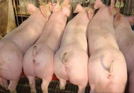 後備母豬首次配種需要注意的事項