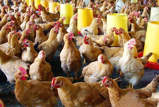 養雞想賺錢都要注意啥?