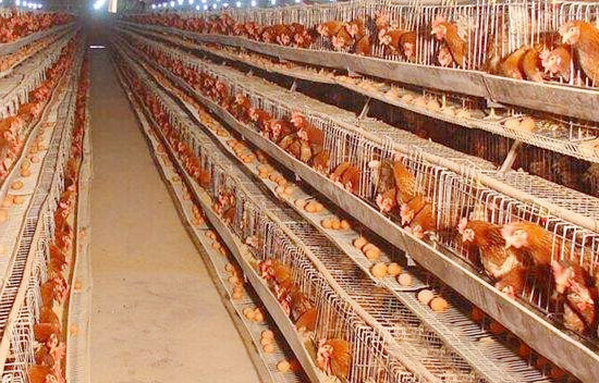 早春怎樣養好蛋雞