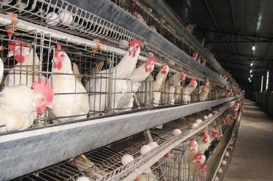 做好這兩方面養出高産蛋雞不是夢