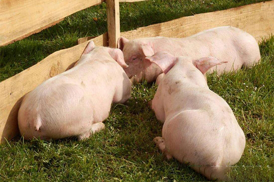 破解豬病治療難的原因及對策