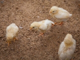 春育雛雞好時機 安全育雛九注意
