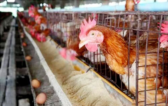 低産蛋雞的挑選