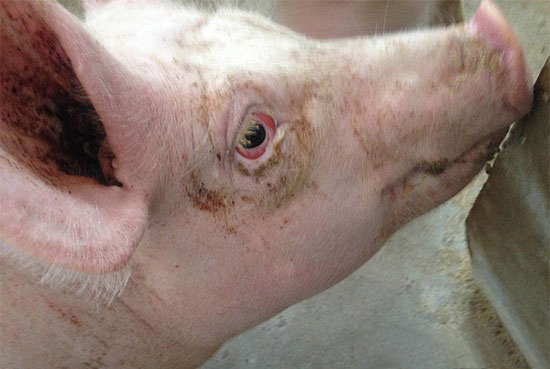 觀察生豬眼睛早知疾病