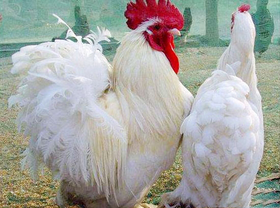 如何管理種公雞交配