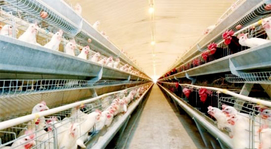 養雞戶需要了解的淨槽的知識