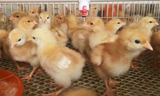 7日齡雛雞飼養管理要點