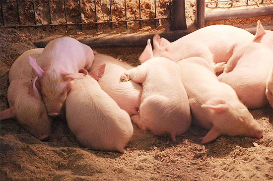養豬如何節省飼料