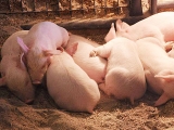 養豬如何節省飼料