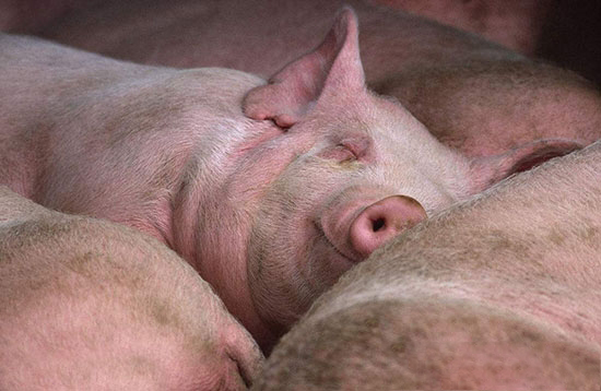 豬場臨床治療用藥誤區