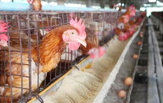 母雞産蛋後期管理技術