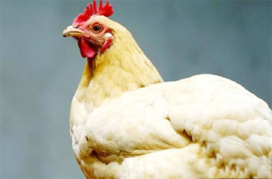 家禽支氣管栓塞并發肺栓塞如何防控?