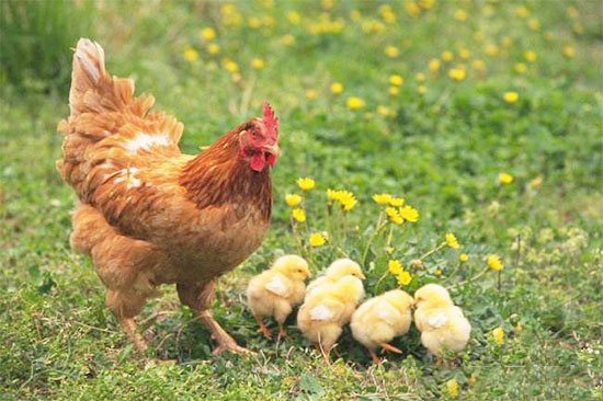 春季養雞注意這些就能養好雞！
