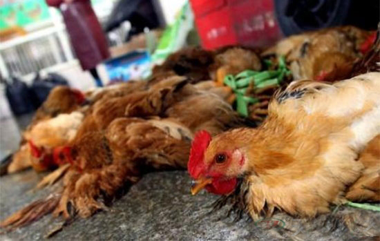 農業部:2020年全國H7N9要穩定控制