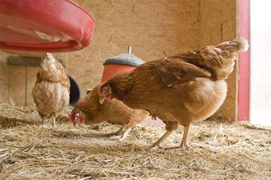 老養雞戶總結的10條養雞經驗，很實在啊！