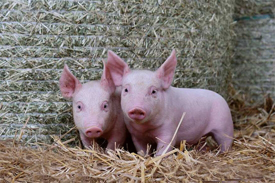 仔豬水和微量元素的補充