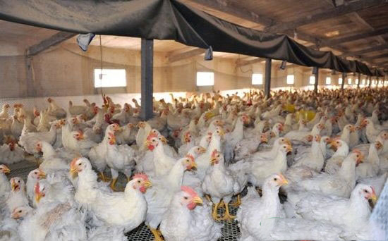 飼養肉雞的各種方式的優缺點