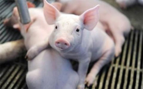 警惕仔豬斷奶不當