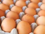 控制雞蛋大小有方法