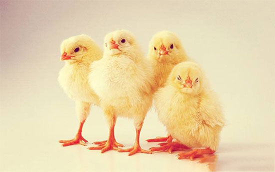 紅糖在養雞中的妙用