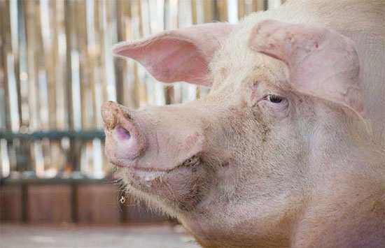 兩大疾病導緻母豬異常淘汰