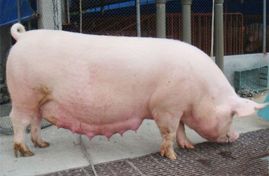 六招防止母豬化胎
