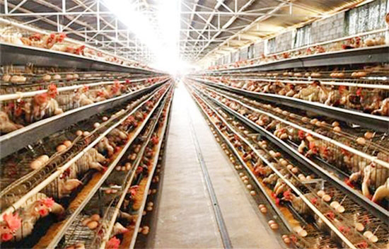 飼養蛋雞的準備事項