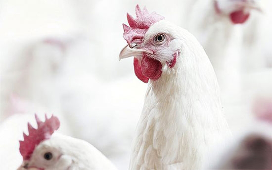 養雞業的未來