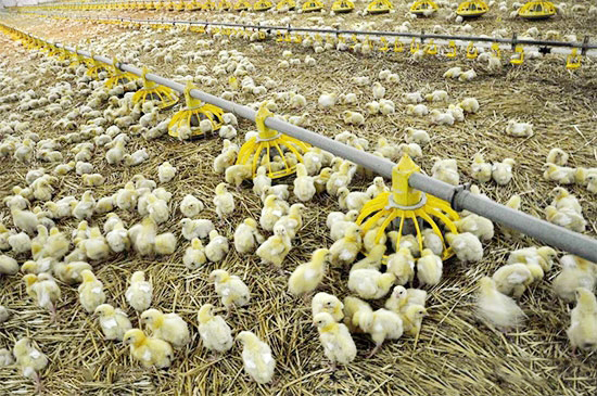 肉雞養殖存在的誤區