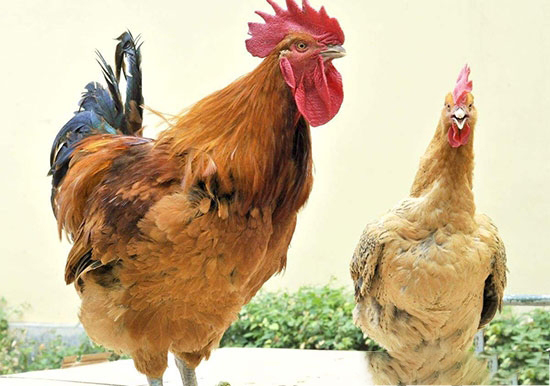 山東省家禽品種資源保護與利用狀況調查