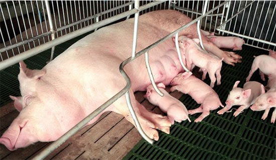 七個技巧減少母豬分娩死胎